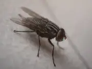 Kill flies and maggots 'instantly' by sprinkling kitchen item into wheelie bins