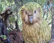 Kākāpō population tops 300 for first time in 75 years after record breeding