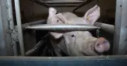 Labour urged to deliver full ban on 'cruel' mother pig cages