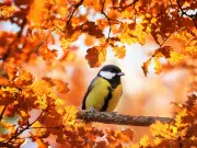 Leave Fruit Out to Attract Birds to Your Garden All Autumn