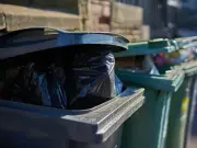 Legal rights if someone puts dog poo in your wheelie bin