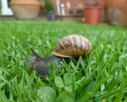 Letters: Snail trails, Netanyahu, crisp flavours, and Pannick
