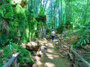 Magical Puzzlewood forest near Wales is perfect family day out