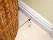 Make £1.97 spider repellent spray with three ingredients