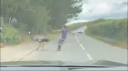 Man loses wrestle with escaped emu in Devon road