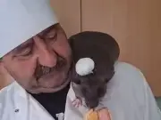 Man walks giant two-foot rat on lead who helps him cook like Ratatouille