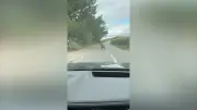 Man wrestles escaped emu in Devon road before being headbutted