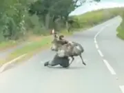 Man wrestles escaped emu in Devon road brawl