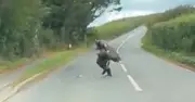 Man wrestles escaped emu on Devon road before being headbutted