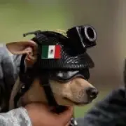 Mexico's National Guard recruits tiny Chihuahua named Comando
