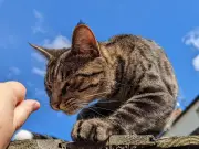 Missing cat found dead in woods after severed tail posted through letterbox