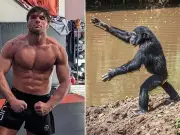 MMA fighter offered £370k to fight chimp warned of 'catastrophic' injuries