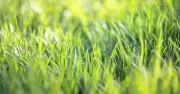 Monty Don: 3 September lawn jobs for a thick green spring lawn