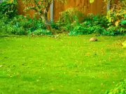 Monty Don's September Lawn Task for Thick Green Grass