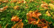 Monty Don's simple September rule for a thicker, greener lawn