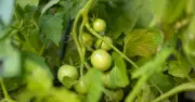 Monty Don's simple trick to ripen green tomatoes with a banana