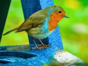 Move one garden item now to help robins survive autumn