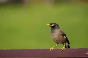 Myna birds on Sydney train are food scavengers, not joyriders