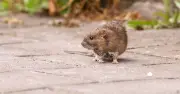 Natural £1 kitchen staple that will keep rats away from your home for good
