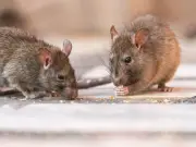 Natural scents to keep rats and mice away from homes