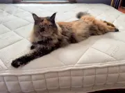Naturepedic Serenade Mattress Review: Organic Comfort and Firm Support