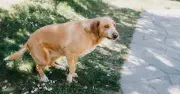 Neighbour's dog poo revenge: 'Smear campaign' ends lawn mess