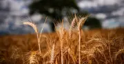 NFU warns UK must cut reliance on imported food amid crisis