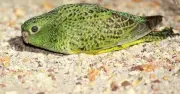 Night parrot rediscovered in Australia after 100 years