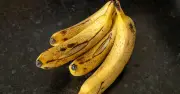 Non-browning bananas could end mushy fruit waste with gene editing