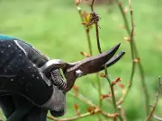 October pruning list: roses, shrubs, hedges and more