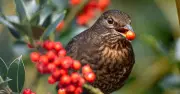 One food to leave out to keep blackbirds visiting your garden in October