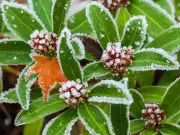One item can protect plants from the first frost in October