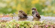 One natural item to banish algae and bacteria from your birdbath