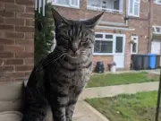 Owners find cat's body after tail posted through letterbox