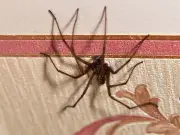 Peppermint oil could keep mating spiders out of your home