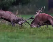Photos of the day: rutting stags, Pope's visit, wildfires and more