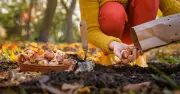 Plant daffodil bulbs now for healthy spring flowers, says expert