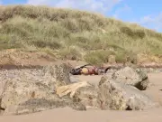 Porpoise found dead on Northumberland beach days after shark discovery