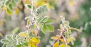 Protect plants from October first frost by covering them with 1 item