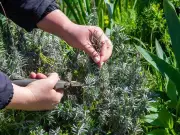 Prune 13 plants in October for healthier growth next year