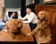 Pubs and dogs in Victoria: etiquette for well-behaved pooches