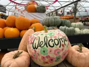 Pumpkin Festival opens at award-winning farm near Greater Manchester