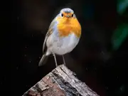 Put three foods in your garden now to attract robins by Christmas