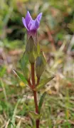 Rare field gentian may be wiped out in southern England after record heat