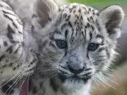 Rare snow leopard cub with incurable bone condition put to sleep at Scots zoo