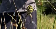 Rare wasp spider spotted in Cheshire for first time as experts issue warning