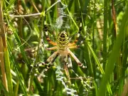 Rare wasp spider spotted in Chester Zoo as experts warn of climate trend