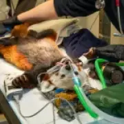 Red panda's tooth removal at Edinburgh Zoo wins hearts