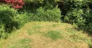 Remove paddling pools and toys to restore heat-damaged lawns