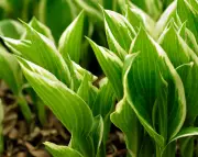 Resilient crops to future-proof your garden after a fiery summer